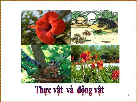 Bài giảng Khoa học Lớp 5 - Bài 51: Cơ quan sinh sản của thực vật có hoa - Năm học 2023-2024 - Phan Thị Ánh Tuyết