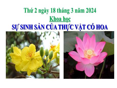 Bài giảng Khoa học Lớp 5 - Bài: Sự sinh sản của thực vật có hoa - Năm học 2023-2024 - Hoàng Thị Huệ